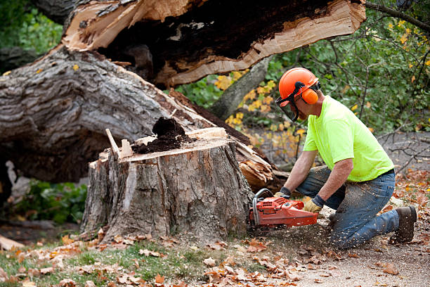 Eglin Af, FL Tree Care Services Company